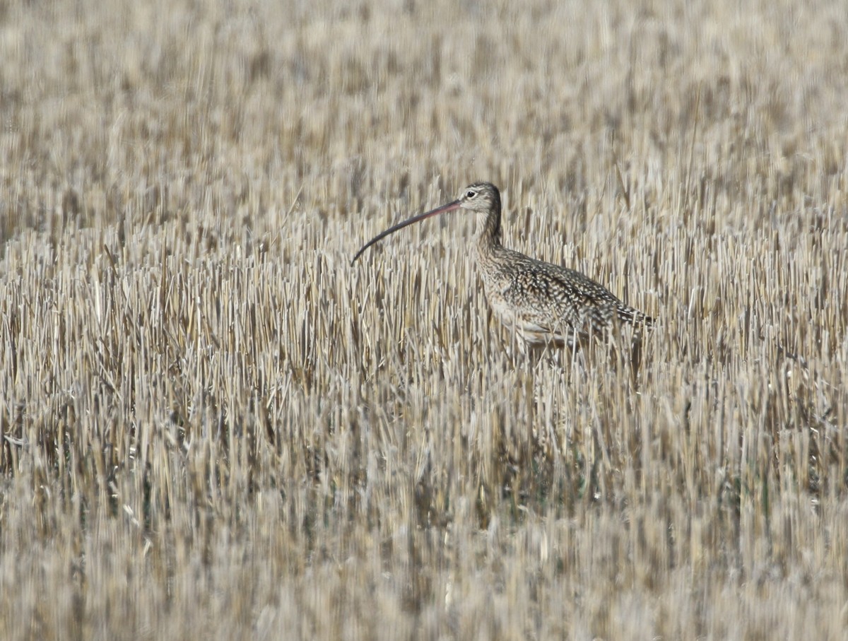 Long-billed Curlew - ML617788747