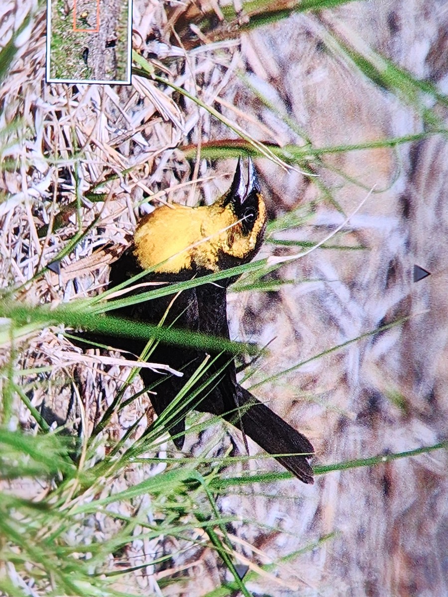 Yellow-headed Blackbird - ML617788795