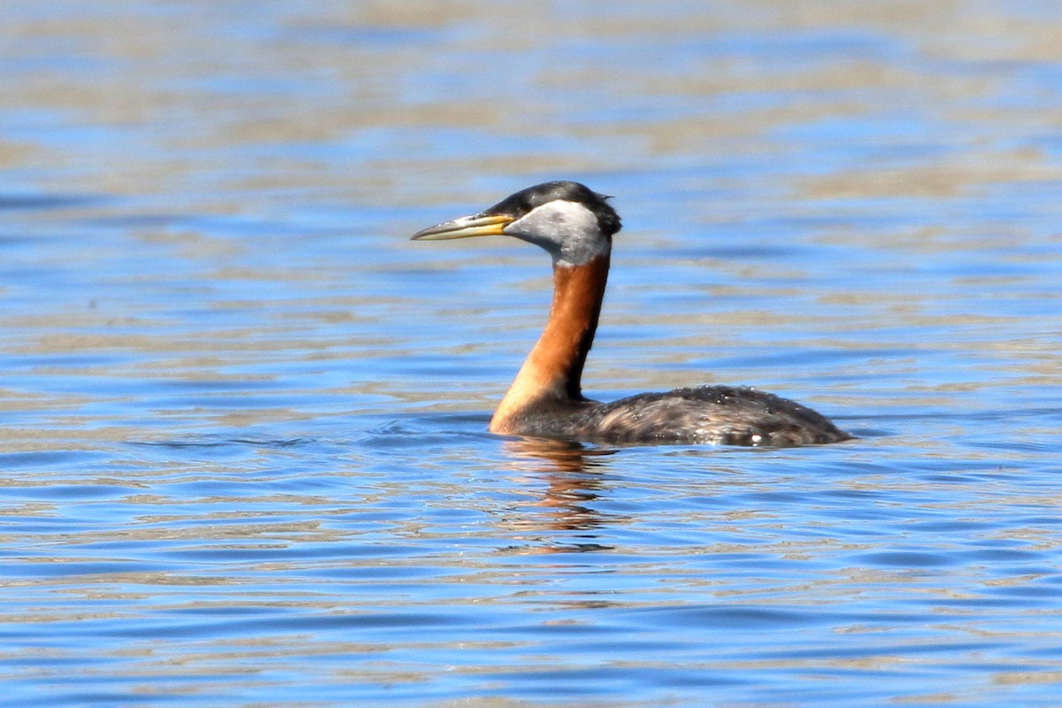 Red-necked Grebe - Sneed Collard