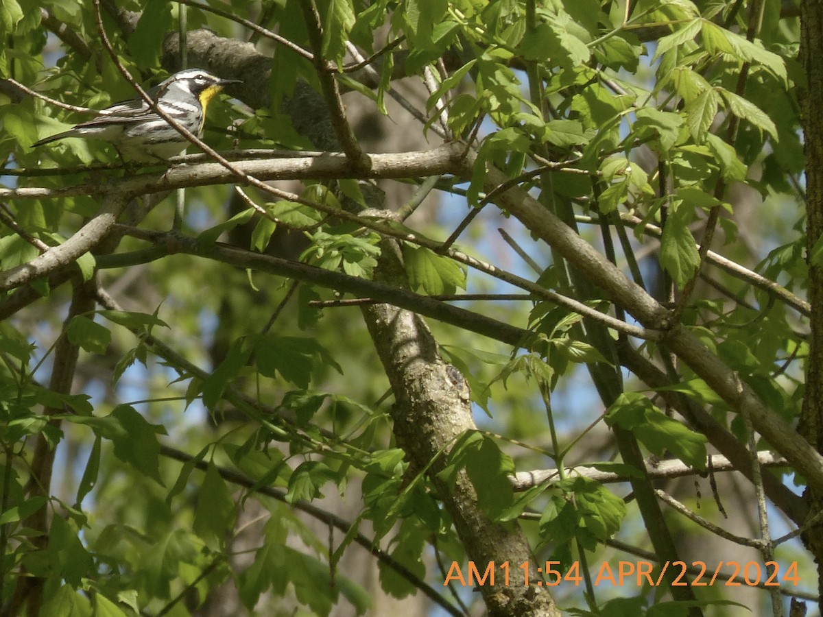 Yellow-throated Warbler - ML617788808