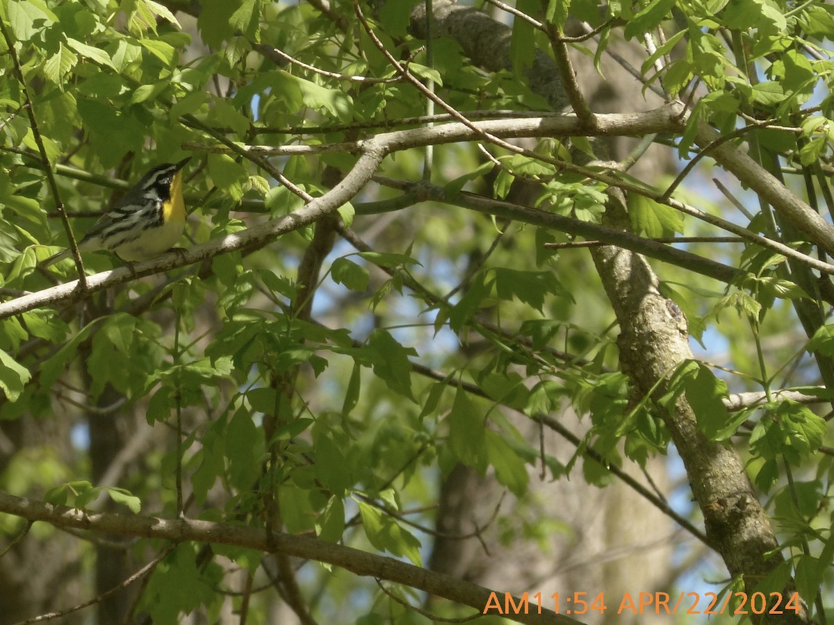 Yellow-throated Warbler - ML617788809