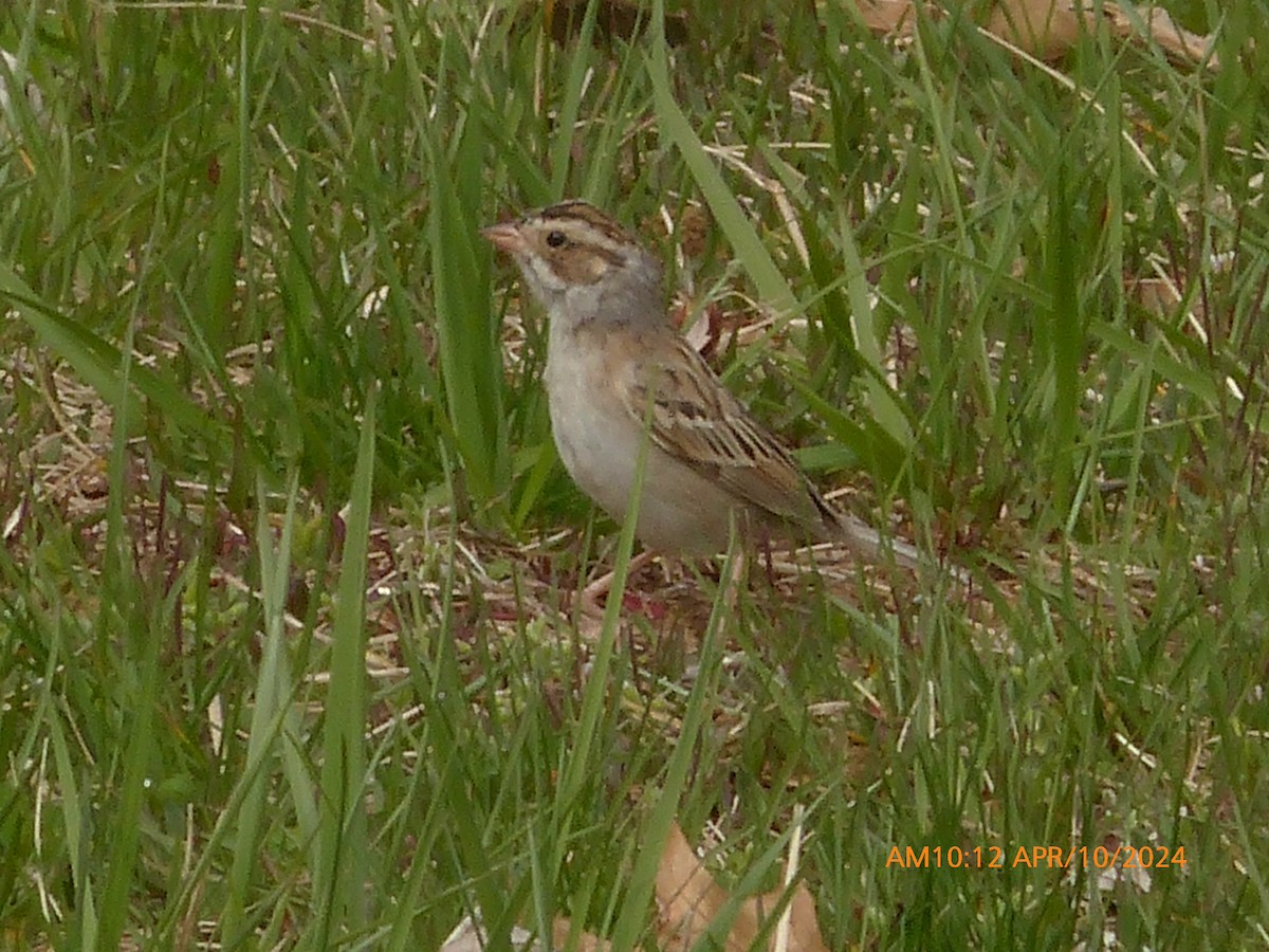 Clay-colored Sparrow - ML617788869