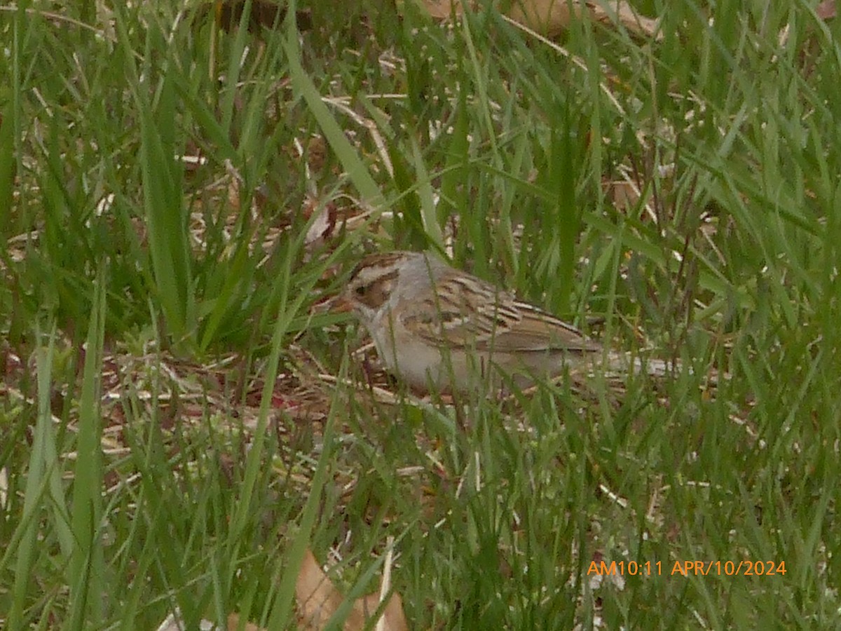 Clay-colored Sparrow - ML617788870