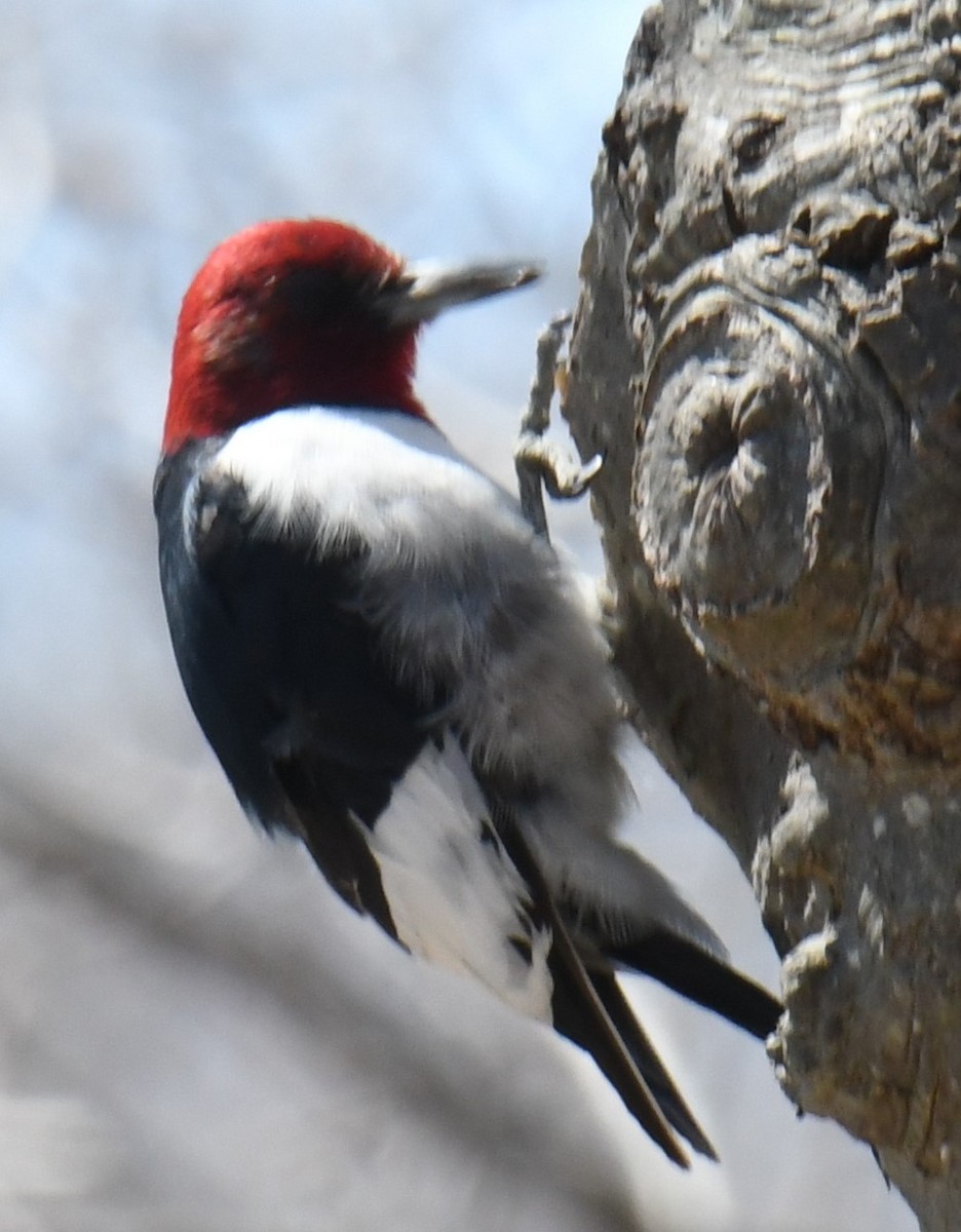 Red-headed Woodpecker - ML617788920