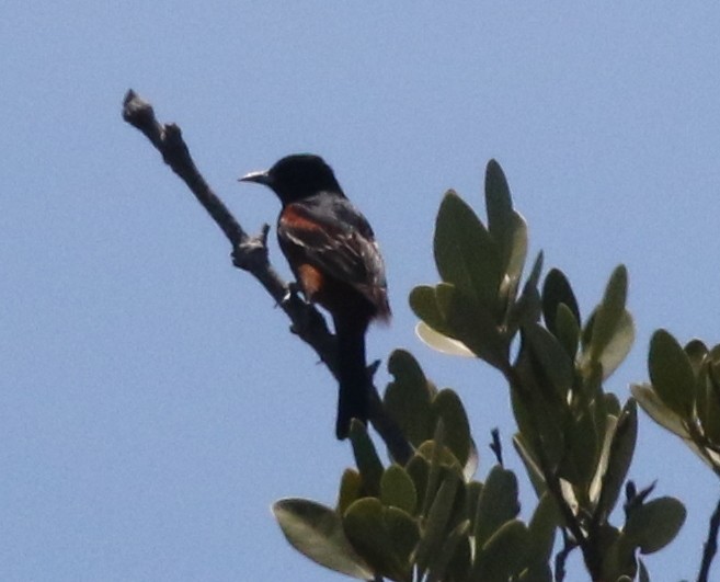 Orchard Oriole - Corey Callaghan