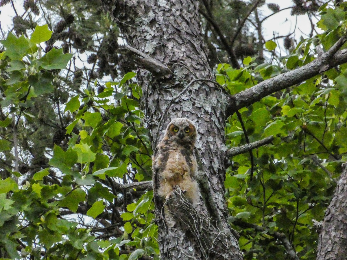 Great Horned Owl - ML617788993