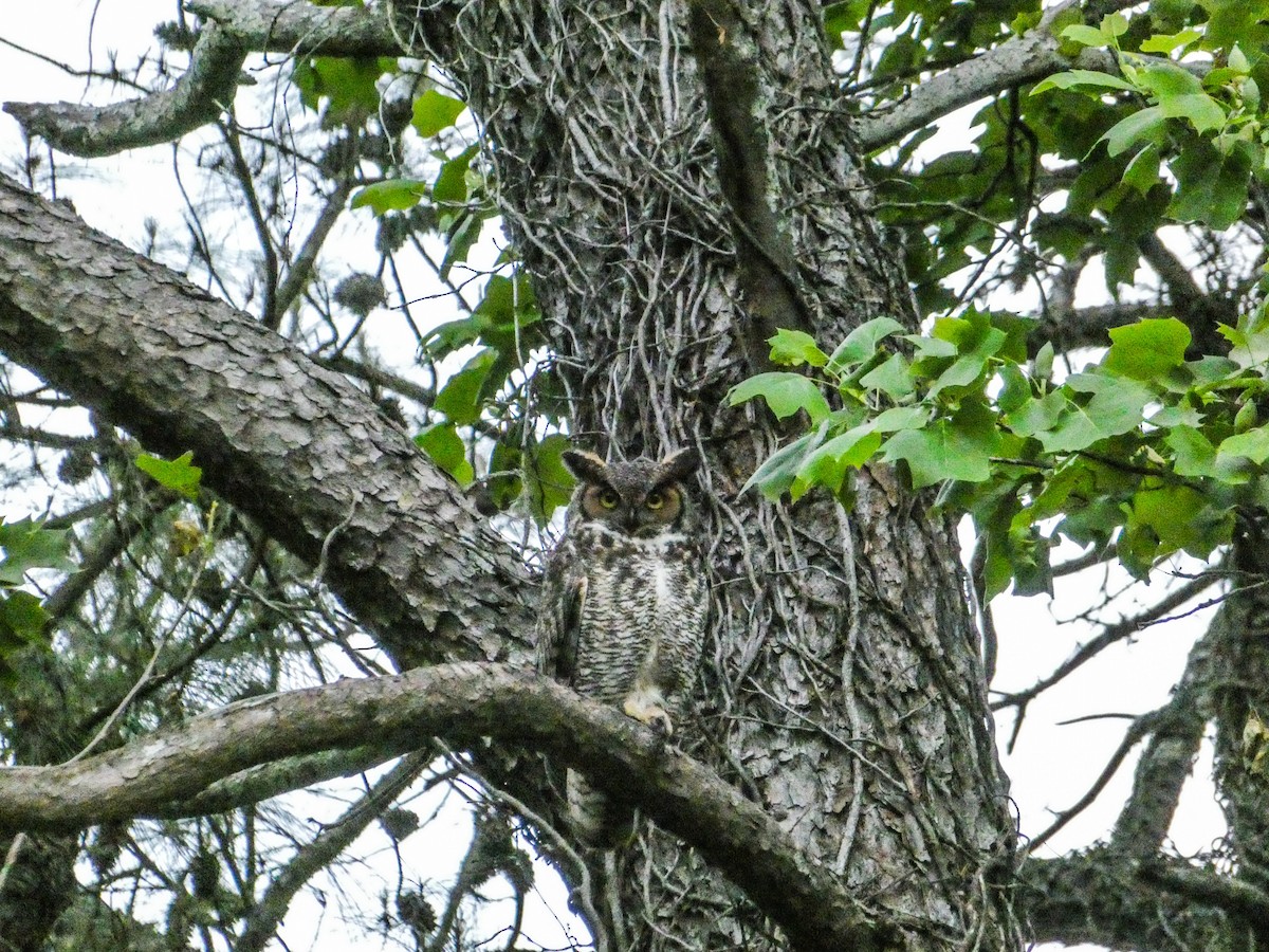 Great Horned Owl - Aidan .