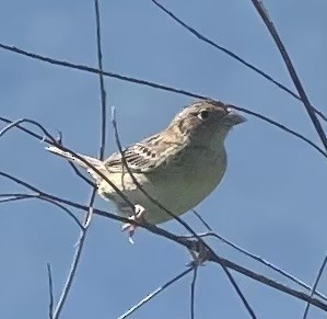 Grasshopper Sparrow - ML617789000