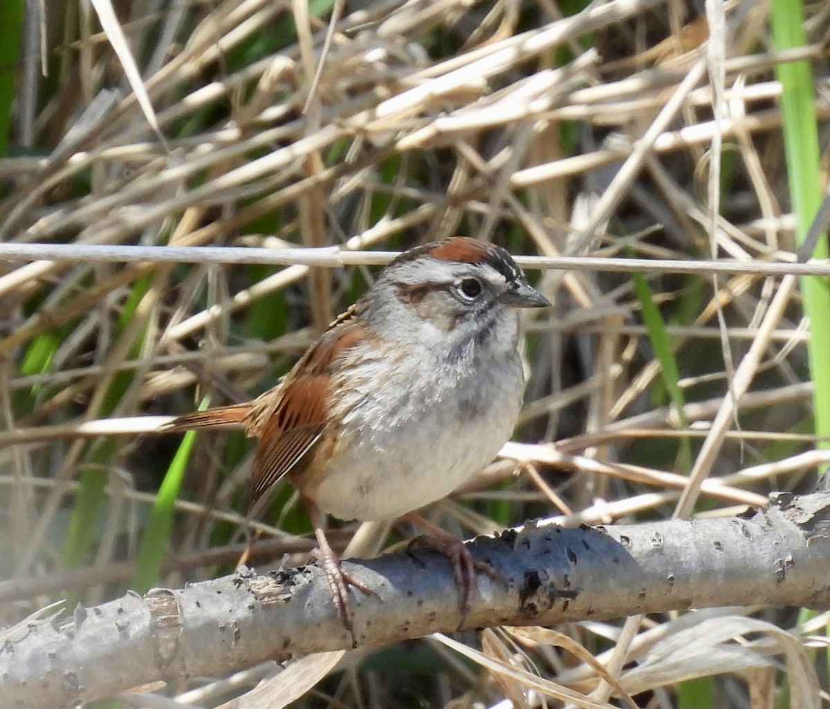 Swamp Sparrow - ML617789034