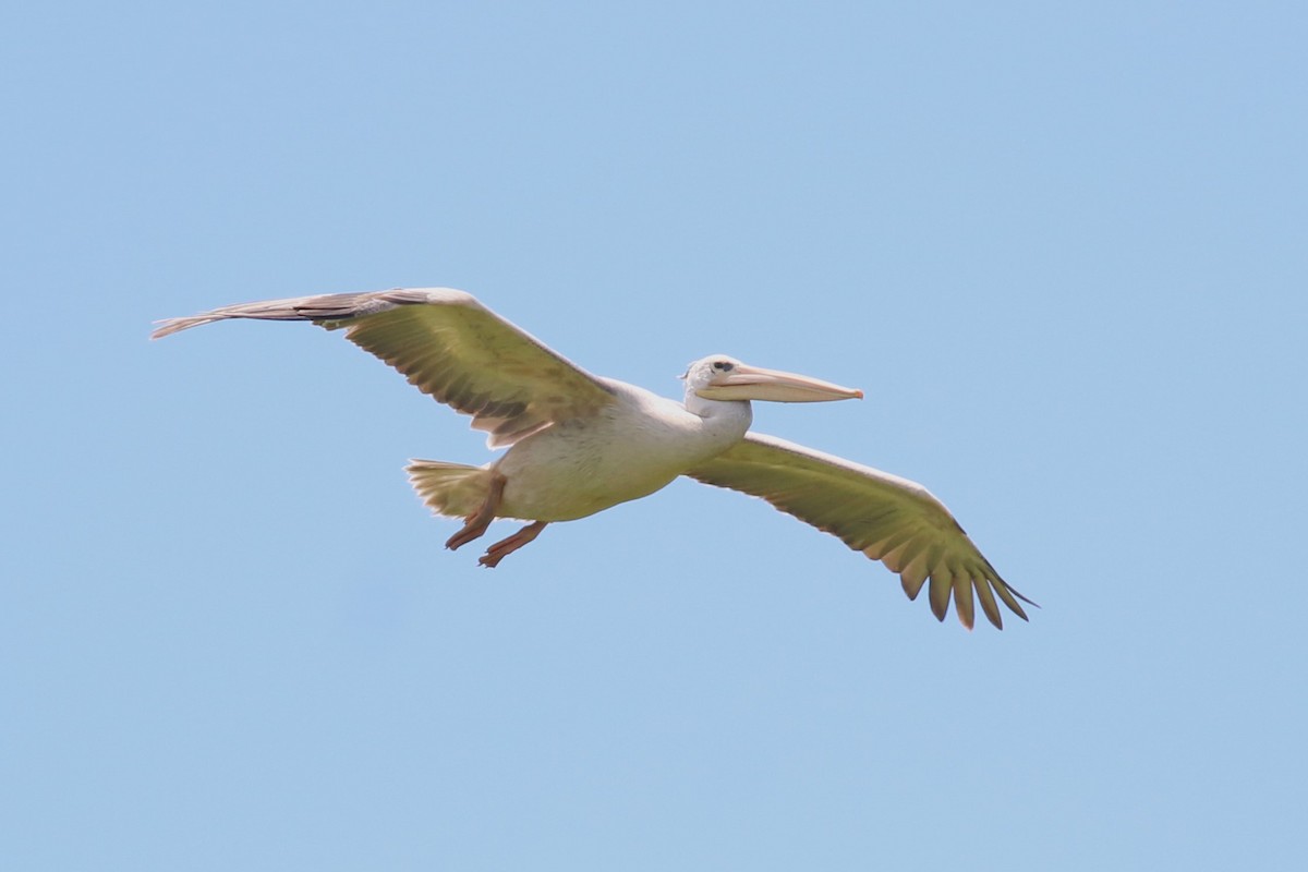 Pink-backed Pelican - ML617789040