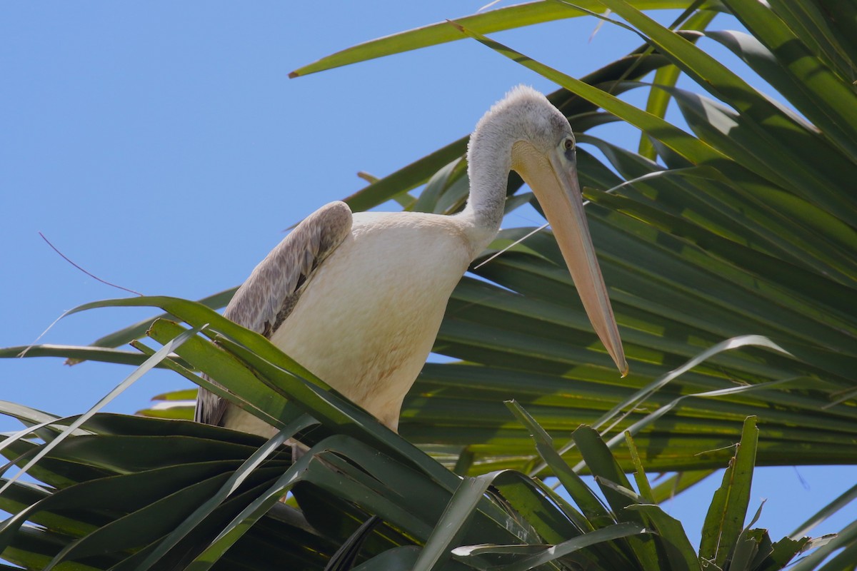 Pink-backed Pelican - ML617789041