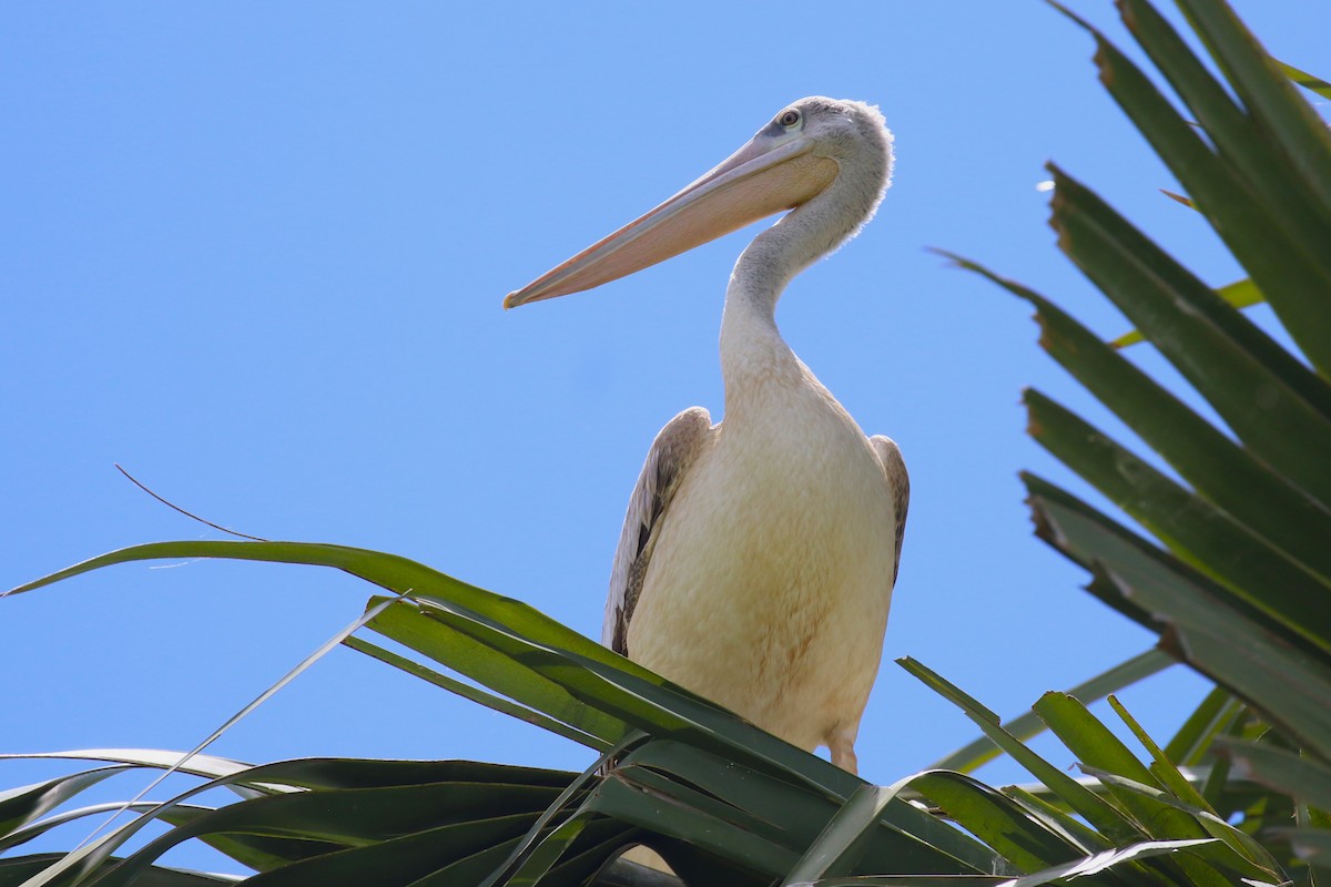 Pink-backed Pelican - ML617789043