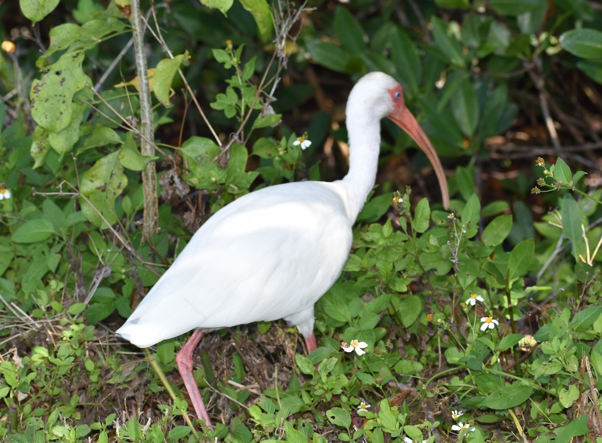 ibis bílý - ML617789110