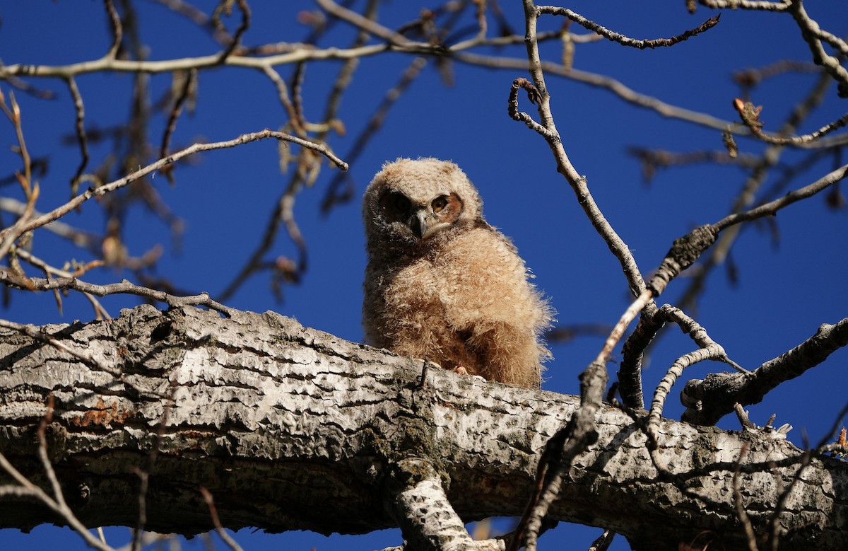 Great Horned Owl - ML617789124