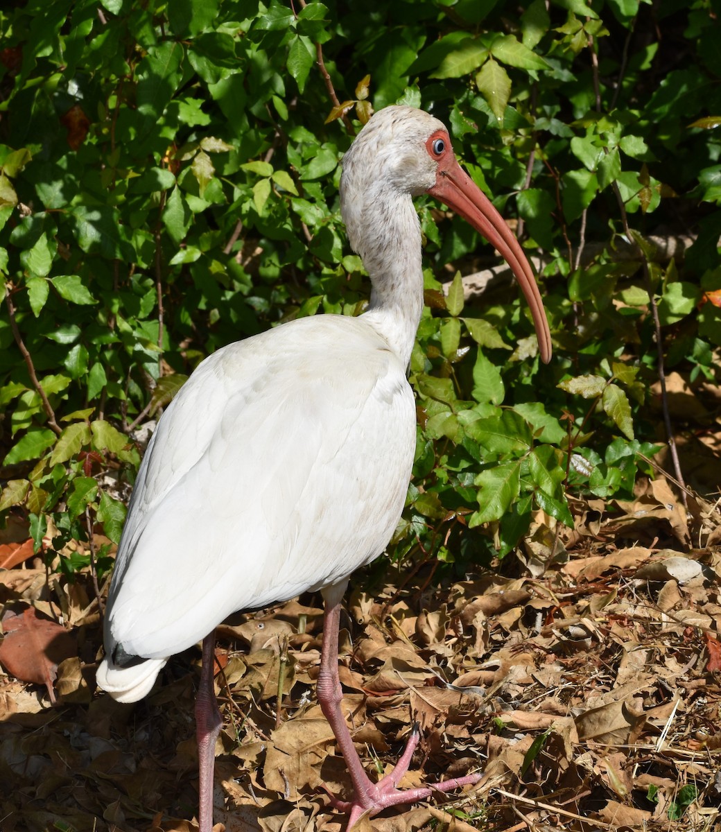 ibis bílý - ML617789143