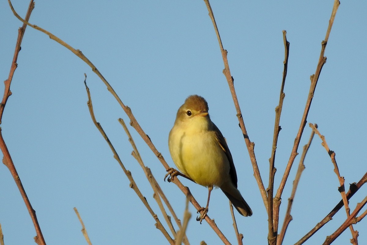 Melodious Warbler - ML617789145