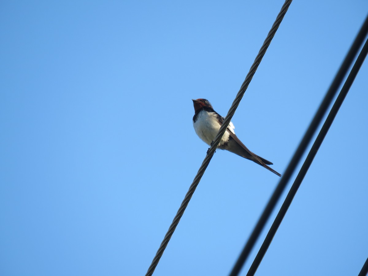 Barn Swallow (Buff-bellied) - ML617789153