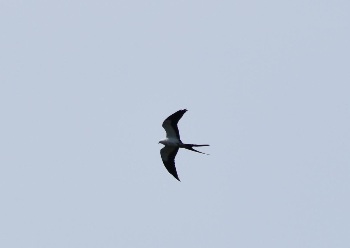 Swallow-tailed Kite - ML617789157