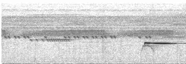 Troglodyte siffleur - ML617789217
