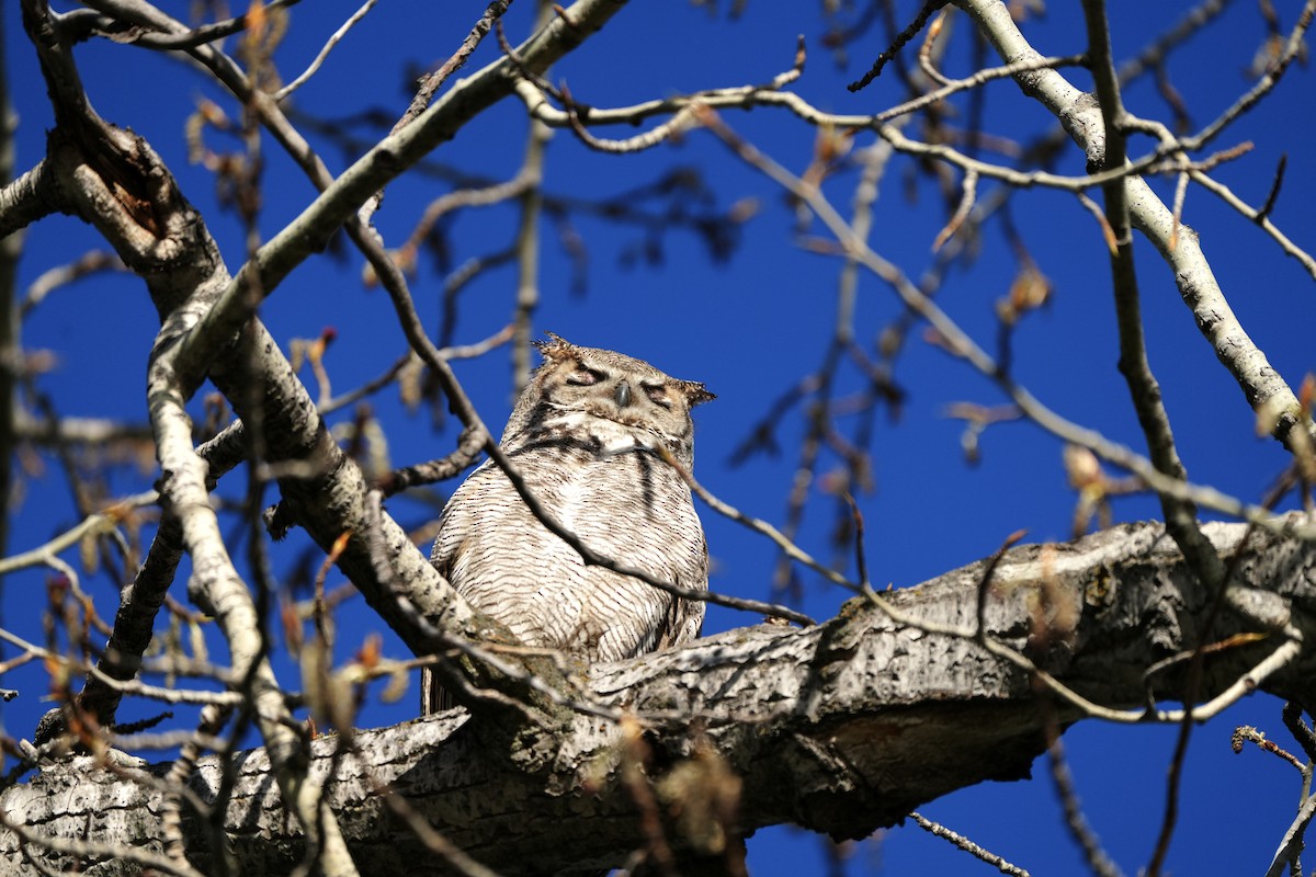 Great Horned Owl - ML617789335