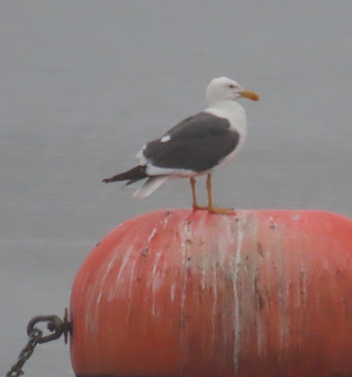 Yellow-footed Gull - ML617789352