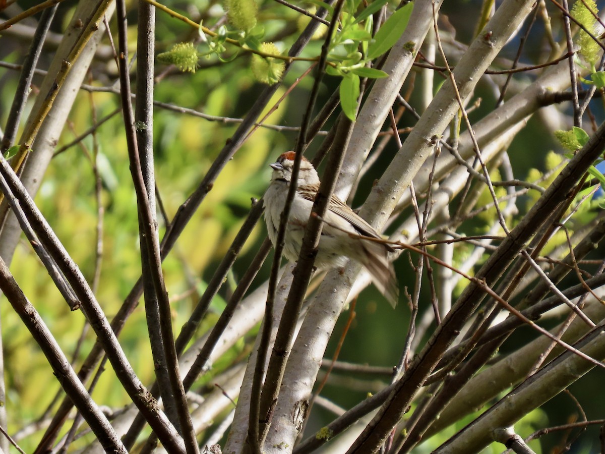 Chipping Sparrow - ML617789397