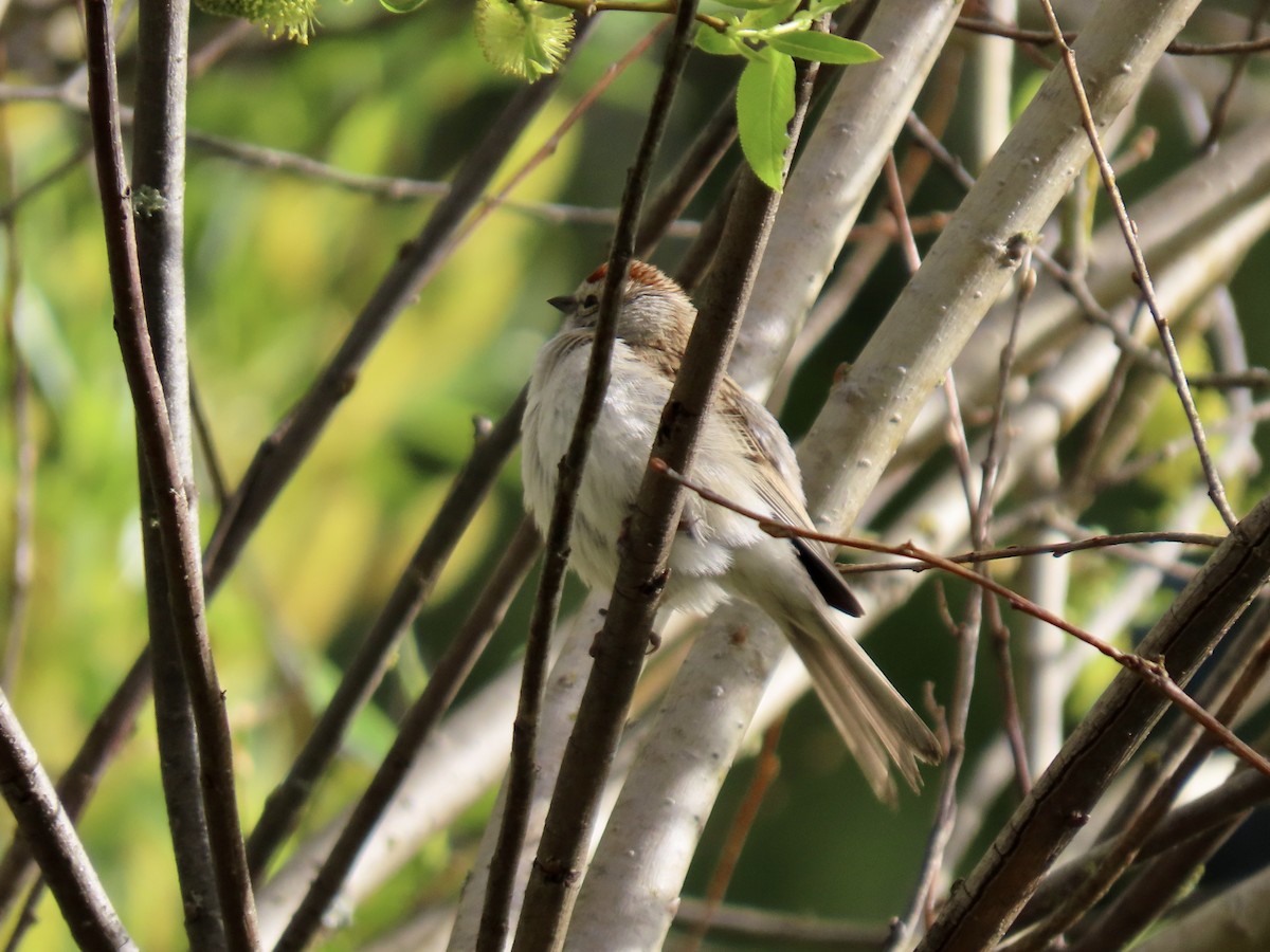 Chipping Sparrow - ML617789399