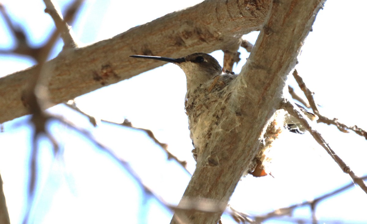 Broad-tailed Hummingbird - ML617789420