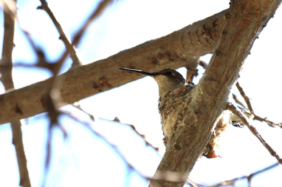Broad-tailed Hummingbird - ML617789421