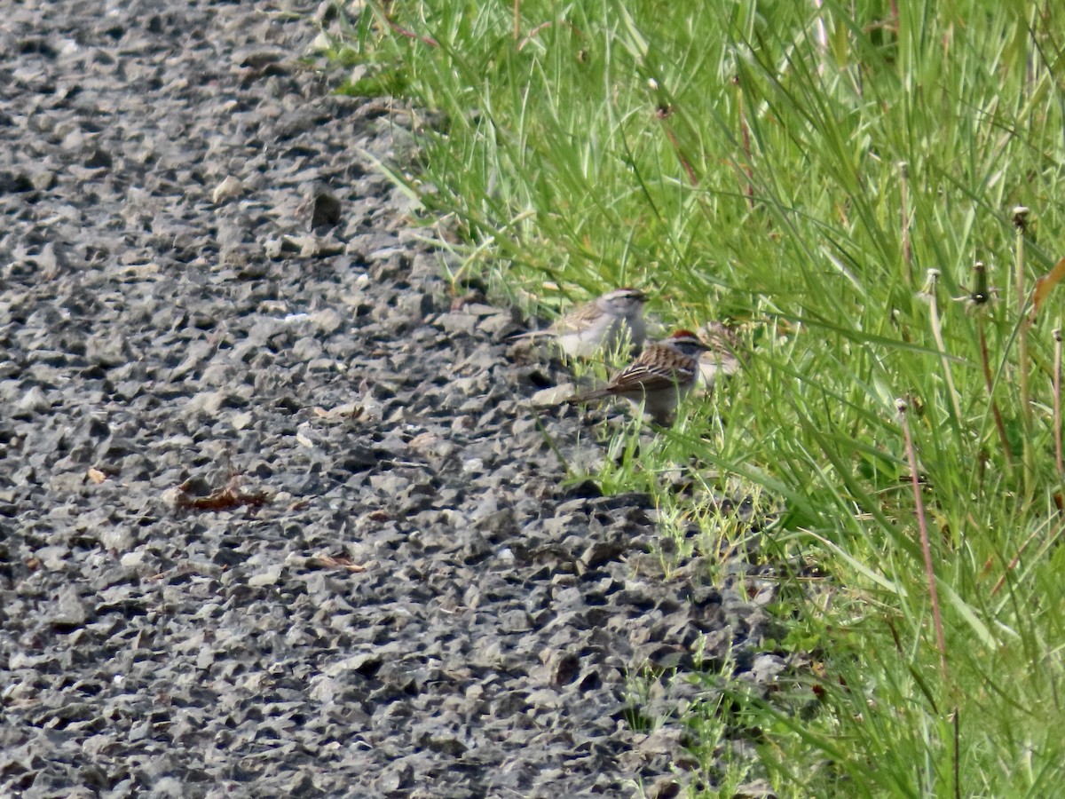 Chipping Sparrow - ML617789432