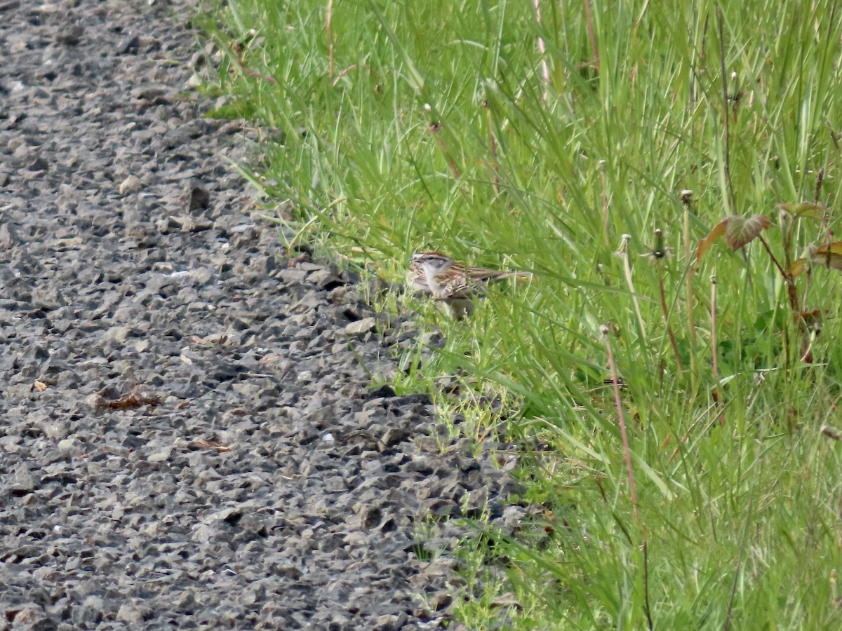 Chipping Sparrow - ML617789433