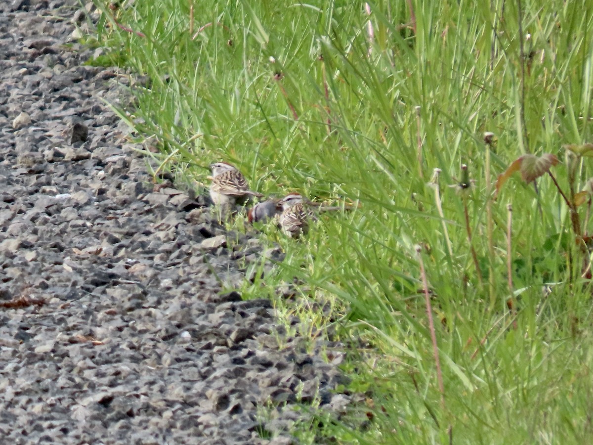 Chipping Sparrow - ML617789434