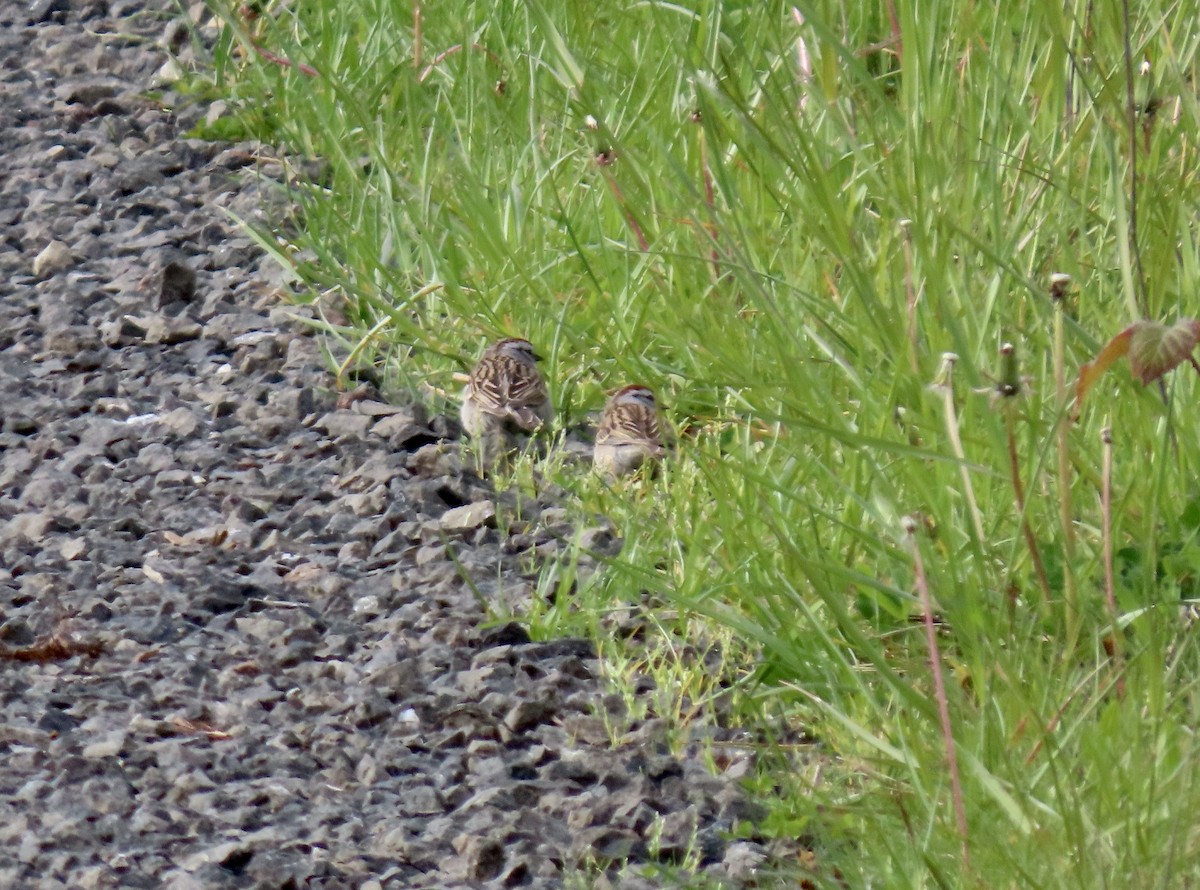 Chipping Sparrow - ML617789435