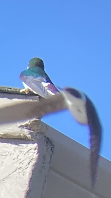 Violet-green Swallow - ML617789457