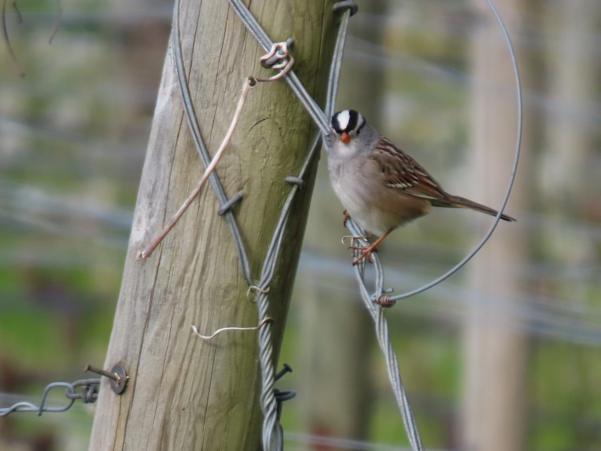 White-crowned Sparrow - ML617789510