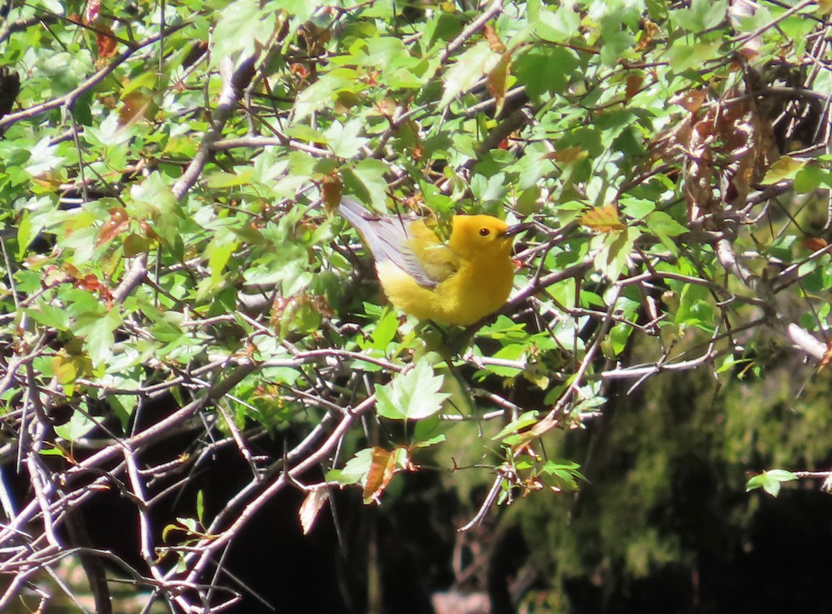 Prothonotary Warbler - Mary Beth Kooper