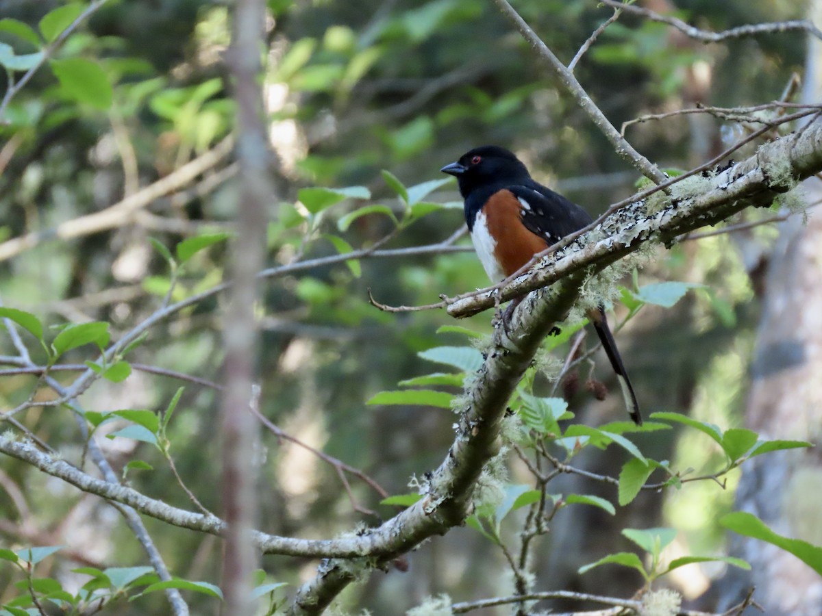 Spotted Towhee - ML617789524