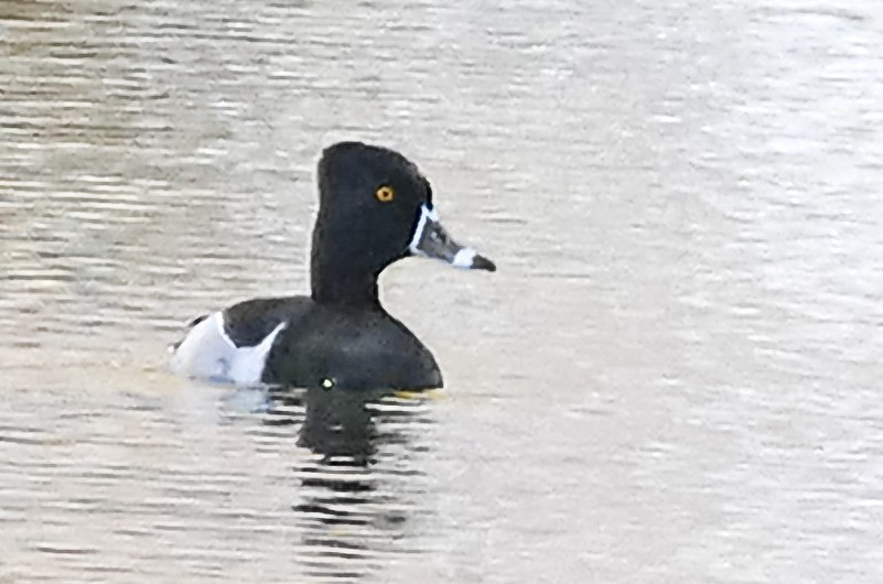 Ring-necked Duck - ML617789531