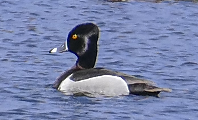 Ring-necked Duck - ML617789537