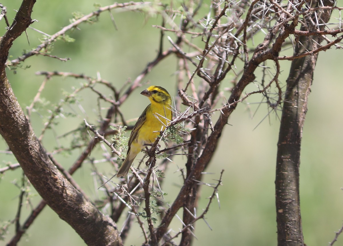 White-bellied Canary - ML617789562