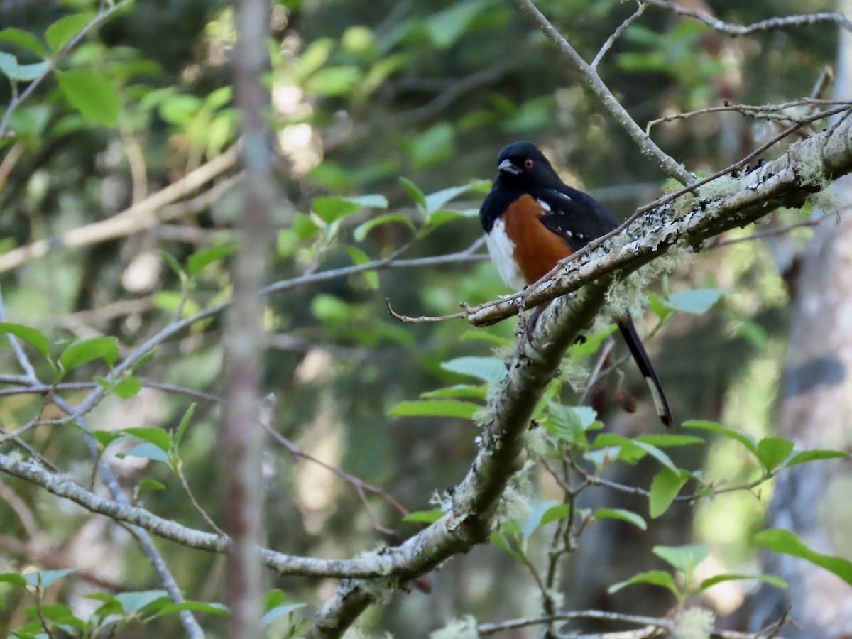 Spotted Towhee - George Gerdts