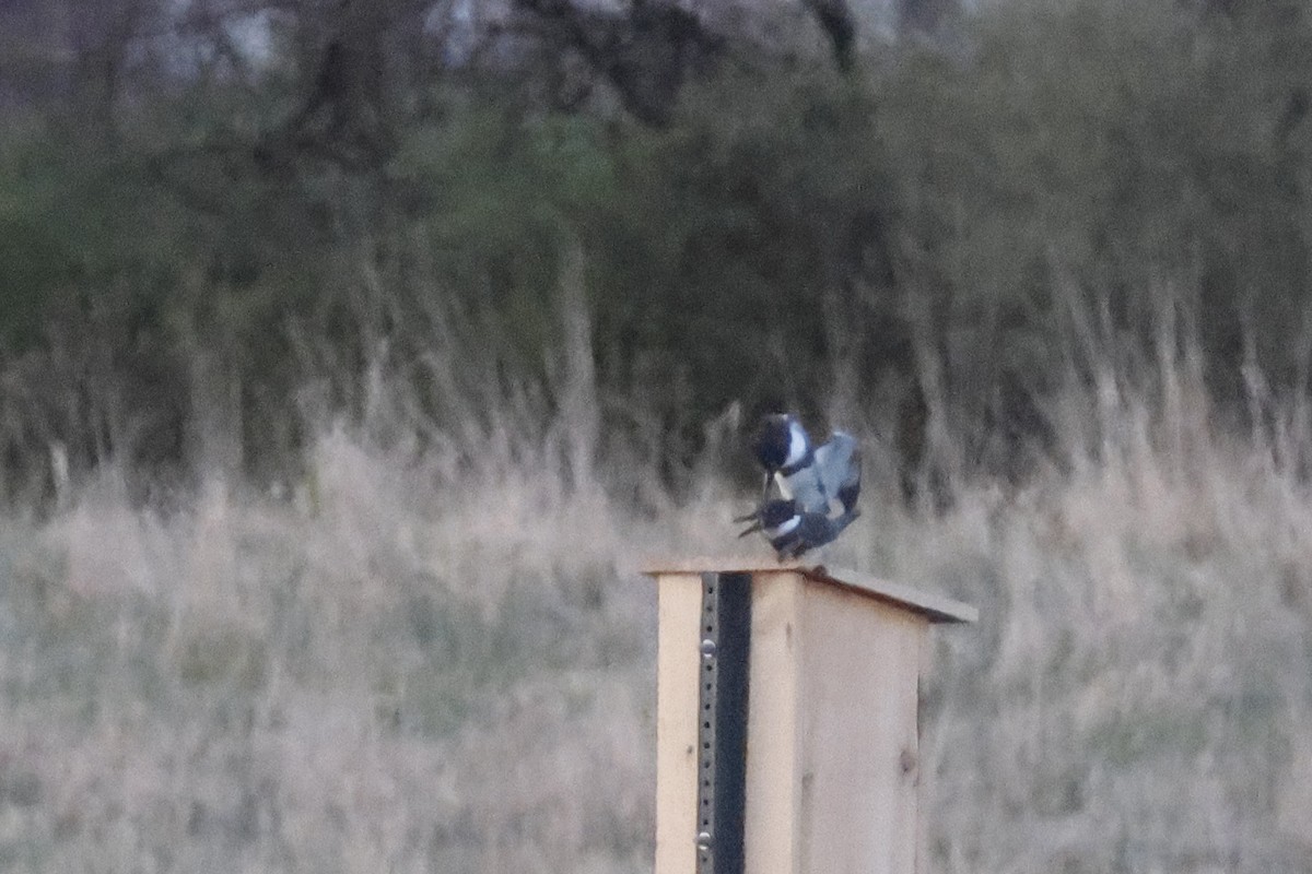Belted Kingfisher - ML617789587