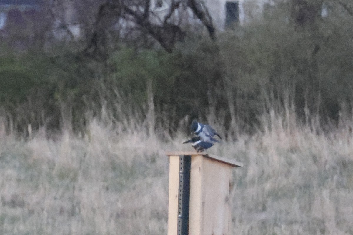 Belted Kingfisher - ML617789588