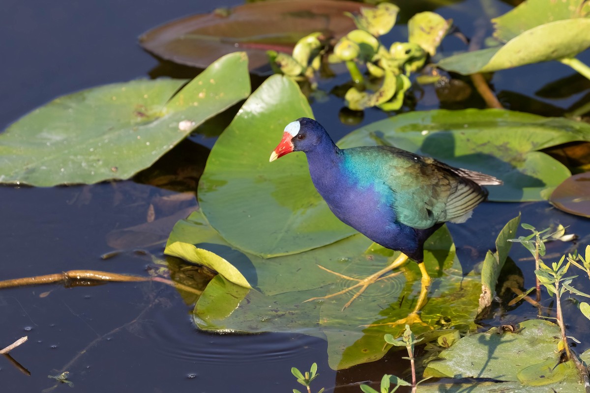 eBird Checklist 19 Apr 2024 The Celery Fields 43 species (+1