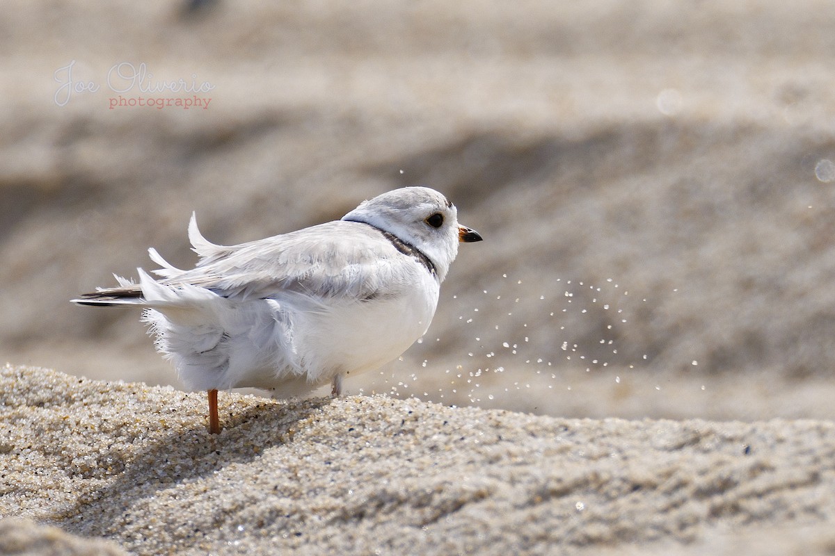 Piping Plover - Joe Oliverio