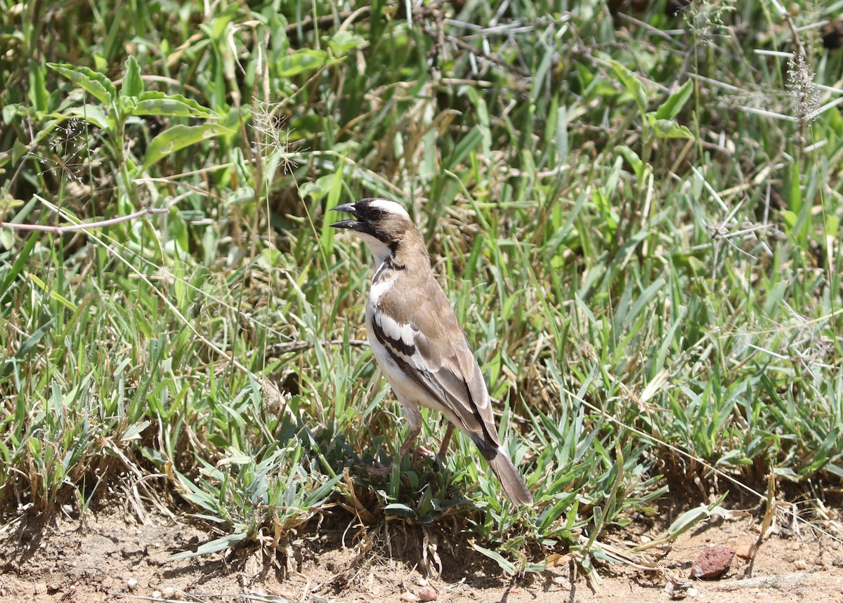 White-browed Sparrow-Weaver - ML617789663