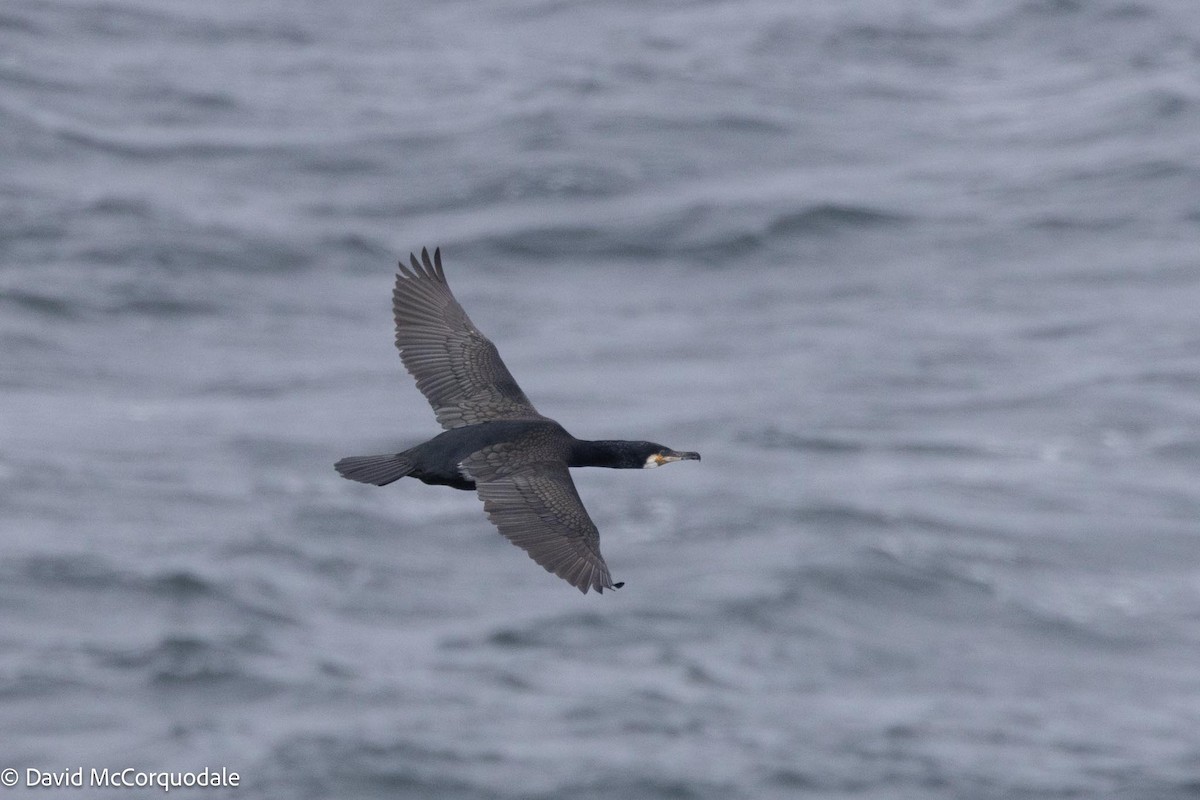 Great Cormorant (North Atlantic) - David McCorquodale