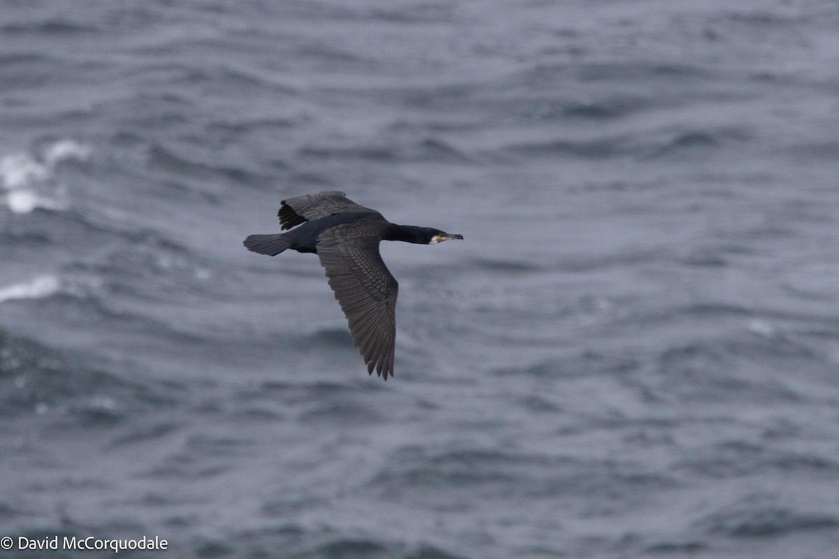 Great Cormorant (North Atlantic) - ML617789720