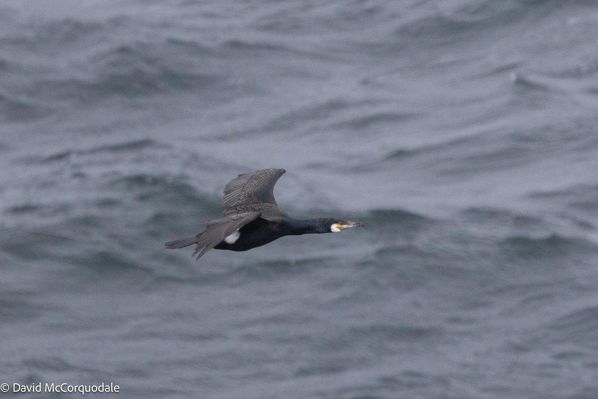 Great Cormorant (North Atlantic) - ML617789721