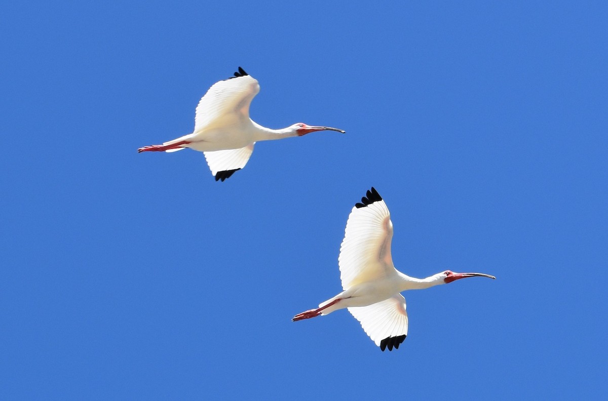 ibis bílý - ML617789805